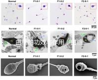 白糖的功效與作用（白糖的功效與作用及營養(yǎng)價值）