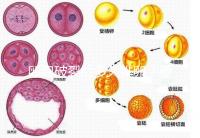 卵泡破裂后多久排卵？要想受孕更容易，這個時間別錯過！