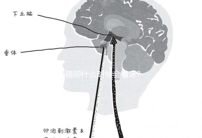 受精卵什么時(shí)候會(huì)著床?臨床經(jīng)驗(yàn):12天后著床幾率低