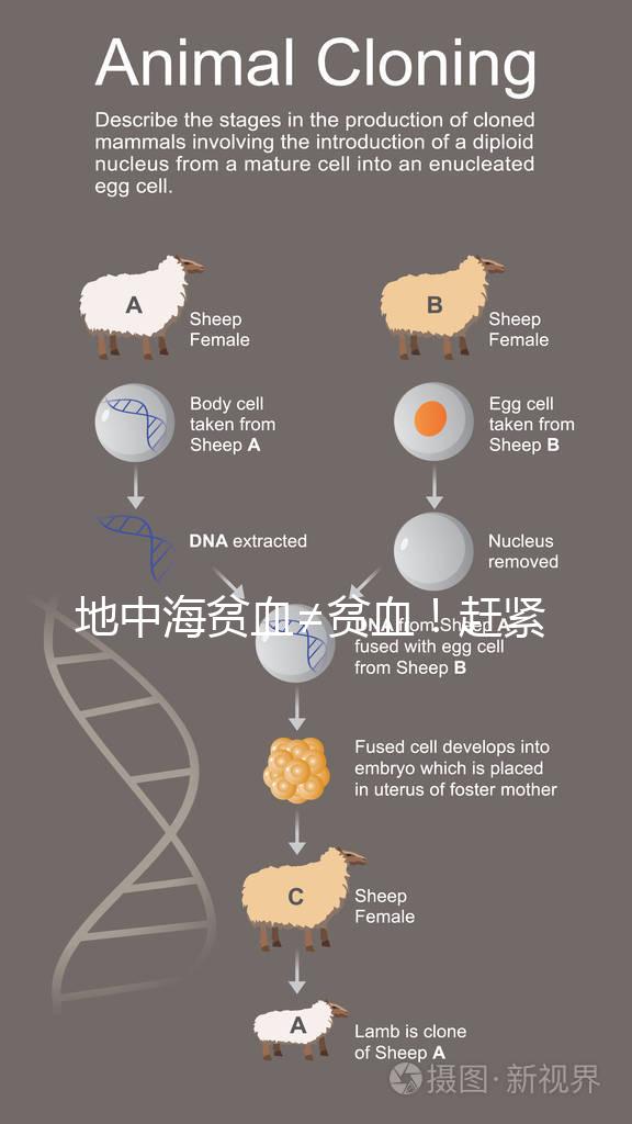 地中海貧血≠貧血！趕緊來看看地貧和貧血有什么區別