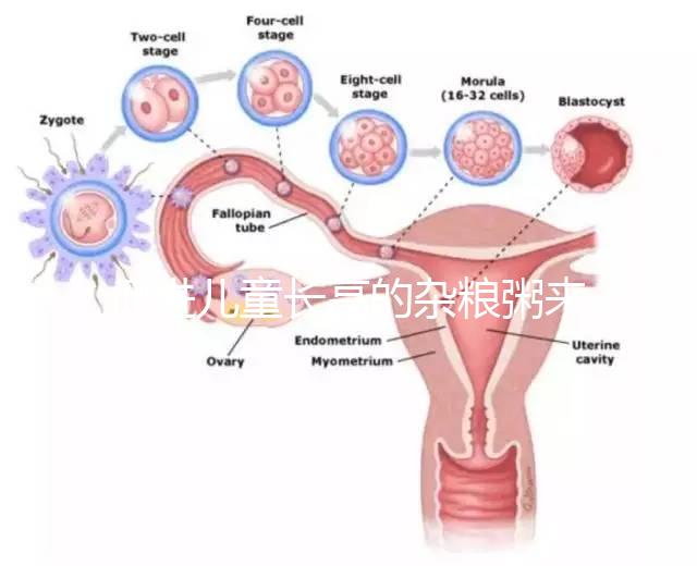 促進兒童長高的雜糧粥來了，世界公認最快長個早餐快安排