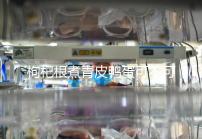 枸杞根煮青皮鴨蛋可不可以去胎毒看情況，32周吃作用不大