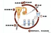 正常精子形態(tài)＞4％正常，流產與精子質量不好也有關