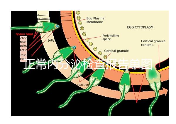 正常內分泌檢查報告單圖片大全,一分鐘弄懂檢測結果怎么看