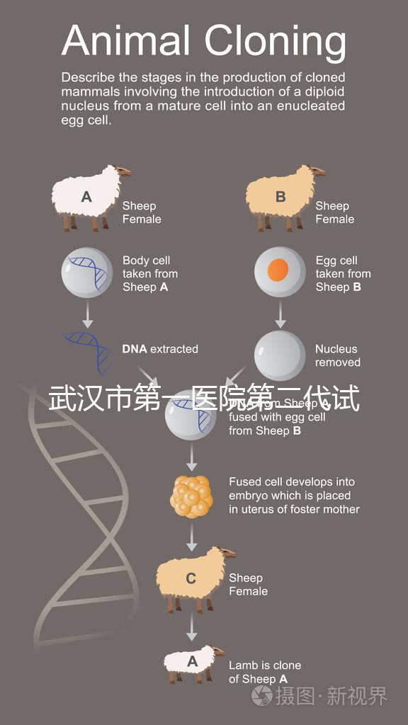 武漢市第一醫(yī)院第二代試管怎么樣?2024年助孕成功率數(shù)據(jù)公布