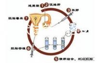 泰國三代試管價(jià)格變動(dòng)，2025年最新費(fèi)用行情一覽