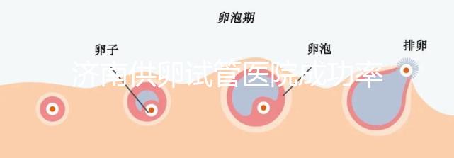 濟南供卵試管醫(yī)院成功率排名公布，私立機構(gòu)也不能包生男孩