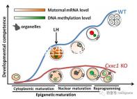 天津四胎生育津貼多少錢一個月，能不能走生育保險揭秘，快速展示