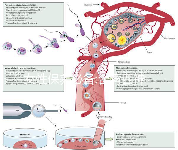 女性保養(yǎng)必備:臺灣四神四物湯功效與作用介紹