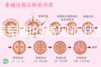 妊娠早期的常見癥狀是什么？