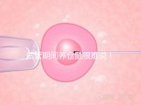 試管期間養(yǎng)倉(cāng)鼠很難說(shuō)!先了解對(duì)胎兒的影響再?zèng)Q定!