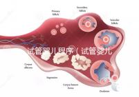 試管嬰兒程序（試管嬰兒程序和時間）
