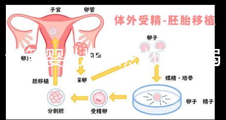 試管嬰兒比自然懷孕脆弱原因來(lái)襲,正不正常三分鐘說(shuō)清