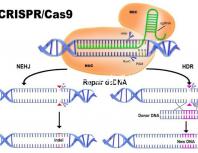 45歲生孩子各有利弊,對比優(yōu)缺點就知道好不好!