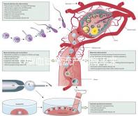 O型血試管流產(chǎn)的概率來了，不知道該怎么辦