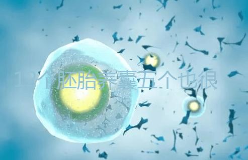 12個(gè)胚胎養(yǎng)囊五個(gè)也很正常,看完成功率就知所言非虛