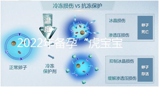 2022年備孕“虎寶寶”時間表,生孩子選這幾個月命最好